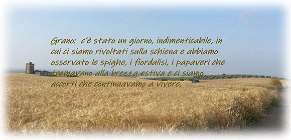 campo di grano