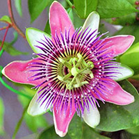 passiflora