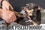 basta passeggiate al cane