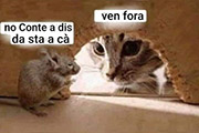 gatto e topo
